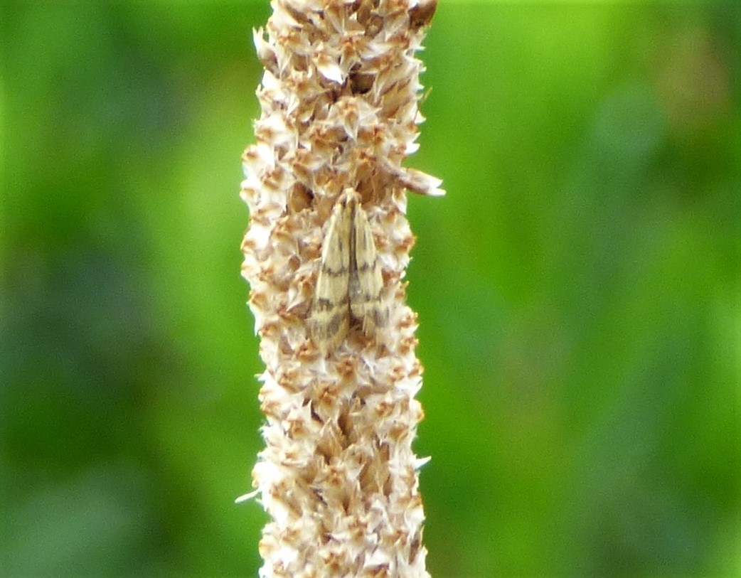 Falena da identificare 3